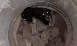 Edirne’de kuyudan 3 ölü köpek çıkarıldı