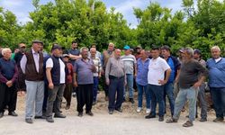 Mersin Mezitli’de ağaç nöbeti