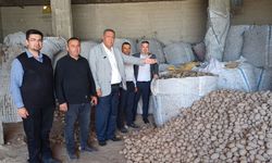 Patates çürüdü, hayvan yemi oldu: Üretici borç içerisinde