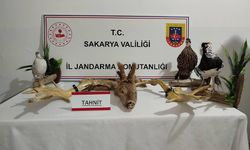 Sakarya'da kaçakçılık operasyonunda 98 hayvan ele geçirildi