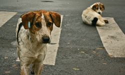 Ankara Valisi Şahin: 3 ayda 7 bin 452 köpek bakımevlerine yerleştirildi