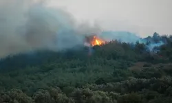 Urla’da makilik alanda yangın