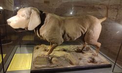 Atatürk’ün köpeği Foks’un balmumu heykeli ilgi görüyor