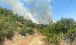 Bursa'da orman yangını