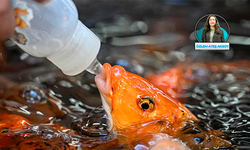 Baby Fish’ler kapatılmadı; Etimesgut ve Keçiören belediyeleri yönetmeliğe rağmen işletmelerin ruhsat almasına izin verdi