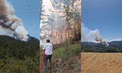 Bolu'da orman yangını
