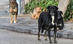 Çiğdem Mahallesi'nde sokak köpekleri korkusu devam ediyor
