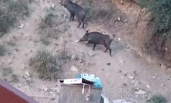 Aç kalan yaban domuzları yerleşim alanına indi