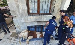 Bahçelievler’de pencerenin boşluğuna düşen boğa kurtarıldı