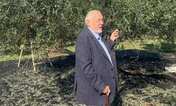 İlber Ortaylı'dan zeytinlikler için çağrı