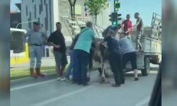 Kaçan kurbanlık boğalardan biri dere yatağında, diğeri trafikte yakalandı