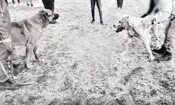 Kayseri'de köpek dövüştüren 8 kişiye gözaltı