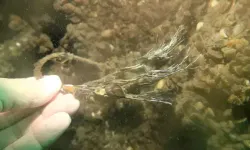 Sapanca Gölü’ne düşen uçak 53 yıl sonra görüntülendi