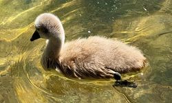 Ankaralılar kendisini de adını da çok sevdi; Kuğulu’nun yeni yıldızı; 'Parla'