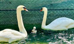 Kuğulu Park’ta 15 yıl sonra ilk kez beyaz kuğu doğdu