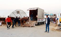 Yenimahalle Yakacık Kurban Kesim Alanında tam kapasite hizmet var