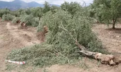 İYİ Partili Uz'dan zeytinlikleri madencilik faaliyetine açacak kanun teklifine tepki