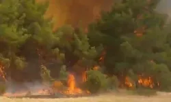Çanakkale'de orman yangını