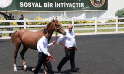Arap taylarının satışından dev gelir