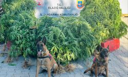 Elazığ'da uyuşturucu operasyonu