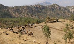Şırnak’ta günlük 270 ton ağaç kesimi