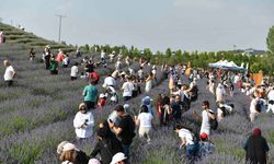 Başkentliler lavanta bahçesinde hem doğayı keşfetti hem lavanta topladı
