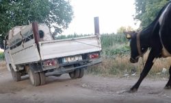 Kamyonete bağladığı ineği sürükledi, sopayla vurdu! O anlar kamerada