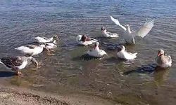 Denizde yüzdükleri için şikayet edilen kazlar kümese kapatıldı