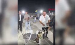Düğünde gelin ve damada buzağı hediye edildi