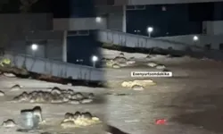 Esenyurt’ta hastane yakınlarında fareler sokağa indi