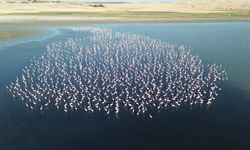 Yozgat'ta flamingolar jandarma ekiplerince korunuyor