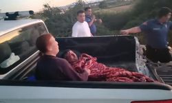 Manavgat'ta hayvan parkından kaçan aslan bir kişiyi yaraladı