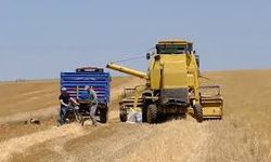 Çiftçiye kötü haber Konya'dan geldi! 1 milyon ton rekolte düşüşü bekleniyor