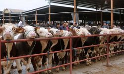 Hayvan pazarlarında 'şap' uyarısı: Hepsi kapatıldı