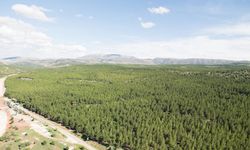 Konya'da ormanlık alanlara girişler yasaklandı