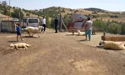Kırıkkale'de 200 küçükbaş hayvan telef oldu