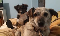 Köpeği tabancayla vurup öldüren sanığa hapis cezası!