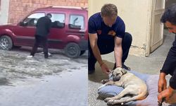 Sivas'ta yavru köpeğe sopayla şiddete para cezası