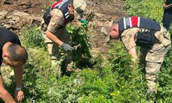 Kars'ta 42 bin 658 kök Hint keneviri ele geçirildi