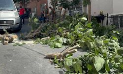İstanbul’da fırtına: Ağaçlar devrildi, 2 kadın yaralandı