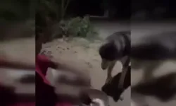 Ankara Polatlı'da bir şahıs köpeğine alkol içirip kayda aldı