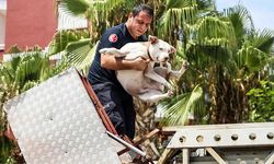 Yangında balkonda mahsur kalan köpeği itfaiye kurtardı