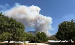 Denizli'nin Pamukkale ilçesinde orman yangını çıktı