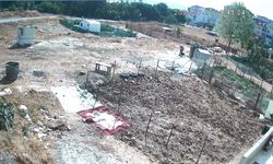 İstanbul'da vahşet: Köpeği çalıp derisini yüzdüler