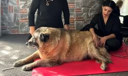 Obez köpek Duman, 6 ayda 20 kilo verdi