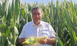 CHP’li Gürer’den TMO’ya mısır tepkisi