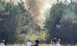 Sakarya'da orman yangını