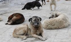 Hindistan Anayasa Mahkemesi: Kısırlaştırılan sahipsiz köpekler serbest bırakılabilir