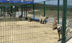 İstanbul Valiliğinin talimatı sonrası Arnavutköy'de sahipsiz hayvanlar toplanmaya başlandı