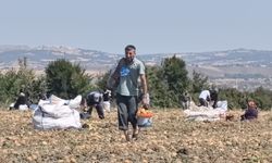 Tarlasındaki patatesleri ücretsiz dağıttı